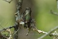 Black-chinned Hummingbird building nest 2012-05-05